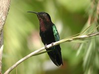 Purple-throated Carib - Eulampis jugularis