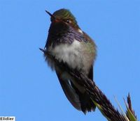 Volcano Hummingbird - Selasphorus flammula