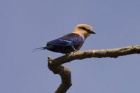 Blue-bellied Roller - Coracias cyanogaster