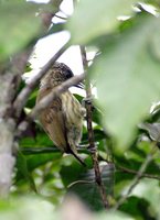 Olivaceous Piculet - Picumnus olivaceus