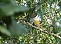 Olive Woodpecker - Dendropicos griseocephalus