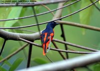 Fiery Minivet - Pericrocotus igneus