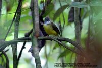 Yellow-bellied Bulbul - Alophoixus phaeocephalus