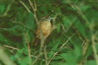 Buff-breasted Wren - Thryothorus leucotis