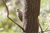 Brown Treecreeper - Climacteris picumnus