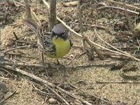 Kirtland's Warbler - Dendroica kirtlandii