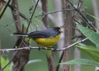 Spectacled Redstart - Myioborus melanocephalus