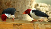 Yellow-billed Cardinal - Paroaria capitata