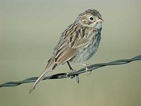 Brewer's Sparrow - Spizella breweri