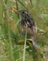 Henslow's Sparrow - Ammodramus henslowii