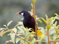 Montezuma Oropendola - Gymnostinops montezuma