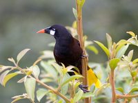 Montezuma Oropendola - Gymnostinops montezuma