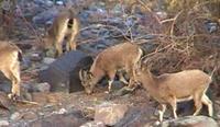 Siberian ibex (Capra sibirica)