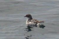 Common Diving Petrel (Pelecanoides urinatrix)