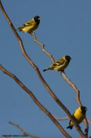 *NEW* Hooded Siskins