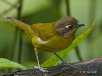 Common Bush-tanager
