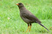 Mirla Negra - Great Thrush