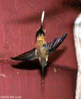 Long-billed Hermit (Phaethornis longirostris)