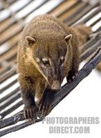 Ring Tailed Coati , Marwell . Zoo , Hampshire , England stock photo