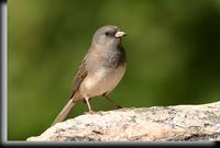 Dark-eyed Junco, Lenoir Preserve, NY