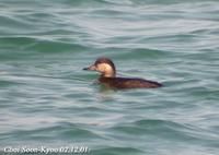 Melanitta nigra 검둥오리 Black Scoter (common Scoter)