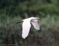 중대백로 Great Egret  Egretta alba modesta