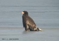 Steller's Sea Eagle Haliaeetus pelagicus 참수리