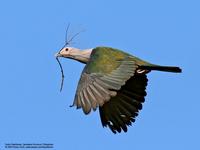 Green Imperial-Pigeon