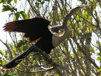 Anhinga