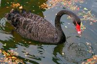 Black Swan.jpg
