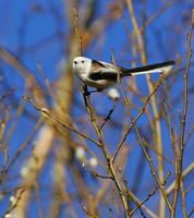 Long-tailed Tit (Aegithalos caudatus)