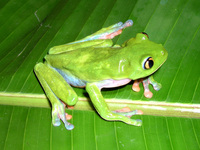 : Agalychnis annae