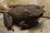 : Ansonia fuliginea