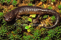 : Bolitoglossa heiroreias; Holy-mountain Salamander