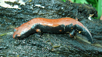 : Bolitoglossa lincolni