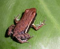 : Epipedobates boulengeri