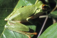 : Litoria sanguinolenta