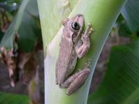 : Osteopilus dominicensis; Dominican Tree Frog