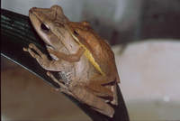 : Polypedates eques; Saddled Tree Frog