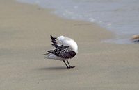 : Calidris alba; Sanderling