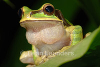 : Smilisca phaeota; Masked Tree Frog