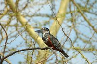 : Megaceryle maxima; Giant Kingfisher