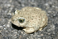 : Spea hammondii; Western Spadefoot