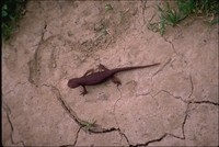 : Taricha torosa; California Newt