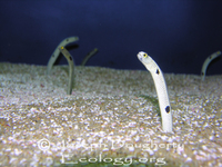 : Heteroconger digueti; Cortez Garden Eel