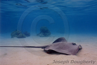 : Himantura jenkinsii; Pointed-nose Stingray