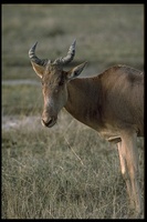 : Alcelaphus buselaphus cokei; Coke's Hartebeest