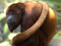 : Alouatta seniculus; Red Howler Monkey