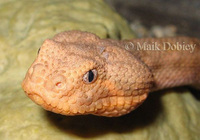 : Bitis xeropaga; Desert Dwarf Adder