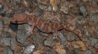 : Diplodactylus wombeyi